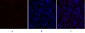 PDK1 Polyclonal Antibody